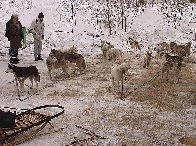 2003 schlittenhunde039.jpg